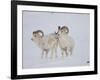 Dall Sheep Rams, Arctic National Wildlife Refuge, Alaska, USA-Hugh Rose-Framed Photographic Print