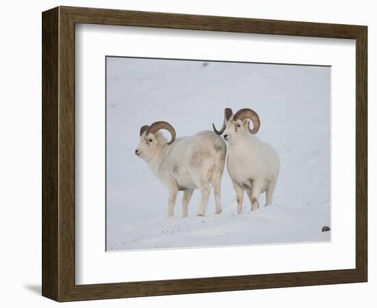 Dall Sheep Rams, Arctic National Wildlife Refuge, Alaska, USA-Hugh Rose-Framed Photographic Print