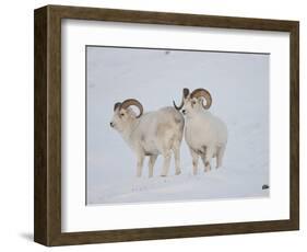 Dall Sheep Rams, Arctic National Wildlife Refuge, Alaska, USA-Hugh Rose-Framed Photographic Print