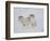 Dall Sheep Rams, Arctic National Wildlife Refuge, Alaska, USA-Hugh Rose-Framed Photographic Print