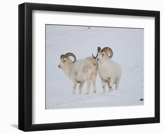 Dall Sheep Rams, Arctic National Wildlife Refuge, Alaska, USA-Hugh Rose-Framed Photographic Print