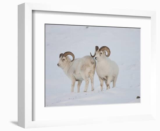 Dall Sheep Rams, Arctic National Wildlife Refuge, Alaska, USA-Hugh Rose-Framed Photographic Print