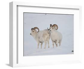 Dall Sheep Rams, Arctic National Wildlife Refuge, Alaska, USA-Hugh Rose-Framed Photographic Print