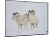 Dall Sheep Rams, Arctic National Wildlife Refuge, Alaska, USA-Hugh Rose-Mounted Photographic Print