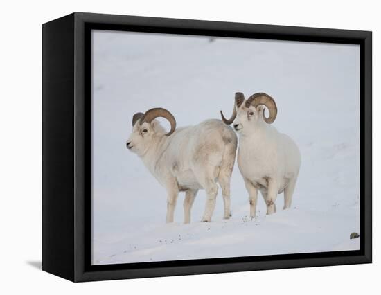 Dall Sheep Rams, Arctic National Wildlife Refuge, Alaska, USA-Hugh Rose-Framed Stretched Canvas