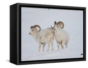 Dall Sheep Rams, Arctic National Wildlife Refuge, Alaska, USA-Hugh Rose-Framed Stretched Canvas