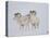 Dall Sheep Rams, Arctic National Wildlife Refuge, Alaska, USA-Hugh Rose-Stretched Canvas