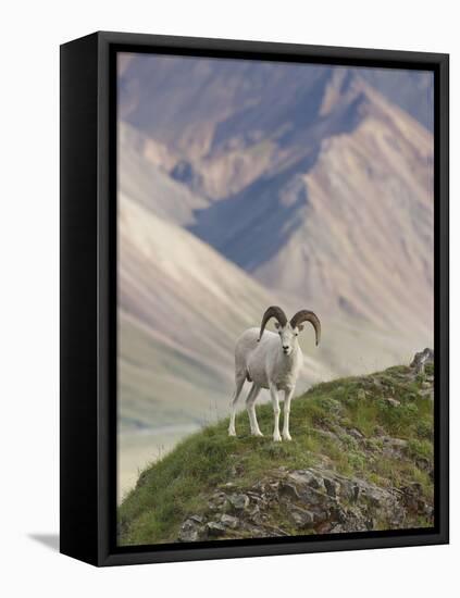 Dall Sheep Rams, Denali National Park, Alaska, USA-Hugh Rose-Framed Stretched Canvas