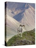 Dall Sheep Rams, Denali National Park, Alaska, USA-Hugh Rose-Stretched Canvas