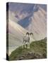 Dall Sheep Rams, Denali National Park, Alaska, USA-Hugh Rose-Stretched Canvas