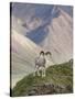 Dall Sheep Rams, Denali National Park, Alaska, USA-Hugh Rose-Stretched Canvas