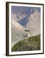 Dall Sheep Rams, Denali National Park, Alaska, USA-Hugh Rose-Framed Premium Photographic Print