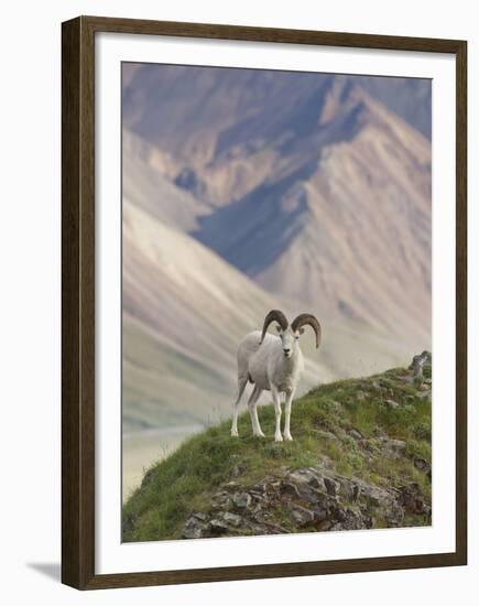 Dall Sheep Rams, Denali National Park, Alaska, USA-Hugh Rose-Framed Premium Photographic Print