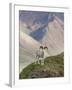 Dall Sheep Rams, Denali National Park, Alaska, USA-Hugh Rose-Framed Premium Photographic Print