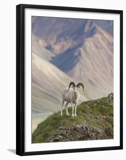 Dall Sheep Rams, Denali National Park, Alaska, USA-Hugh Rose-Framed Premium Photographic Print