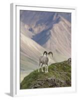 Dall Sheep Rams, Denali National Park, Alaska, USA-Hugh Rose-Framed Premium Photographic Print