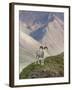 Dall Sheep Rams, Denali National Park, Alaska, USA-Hugh Rose-Framed Premium Photographic Print