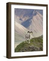 Dall Sheep Rams, Denali National Park, Alaska, USA-Hugh Rose-Framed Photographic Print
