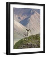 Dall Sheep Rams, Denali National Park, Alaska, USA-Hugh Rose-Framed Photographic Print