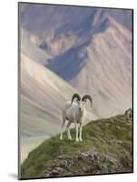 Dall Sheep Rams, Denali National Park, Alaska, USA-Hugh Rose-Mounted Photographic Print