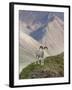 Dall Sheep Rams, Denali National Park, Alaska, USA-Hugh Rose-Framed Photographic Print