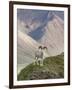 Dall Sheep Rams, Denali National Park, Alaska, USA-Hugh Rose-Framed Photographic Print