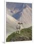 Dall Sheep Rams, Denali National Park, Alaska, USA-Hugh Rose-Framed Photographic Print