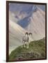 Dall Sheep Rams, Denali National Park, Alaska, USA-Hugh Rose-Framed Photographic Print