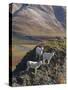 Dall Sheep Rams, Denali National Park, Alaska, USA-Hugh Rose-Stretched Canvas