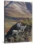 Dall Sheep Rams, Denali National Park, Alaska, USA-Hugh Rose-Stretched Canvas