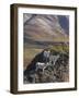 Dall Sheep Rams, Denali National Park, Alaska, USA-Hugh Rose-Framed Photographic Print