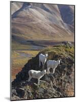 Dall Sheep Rams, Denali National Park, Alaska, USA-Hugh Rose-Mounted Photographic Print