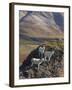 Dall Sheep Rams, Denali National Park, Alaska, USA-Hugh Rose-Framed Photographic Print