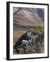 Dall Sheep Rams, Denali National Park, Alaska, USA-Hugh Rose-Framed Photographic Print