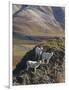 Dall Sheep Rams, Denali National Park, Alaska, USA-Hugh Rose-Framed Photographic Print