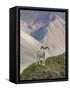 Dall Sheep Rams, Denali National Park, Alaska, USA-Hugh Rose-Framed Stretched Canvas