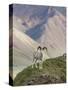 Dall Sheep Rams, Denali National Park, Alaska, USA-Hugh Rose-Stretched Canvas