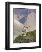 Dall Sheep Rams, Denali National Park, Alaska, USA-Hugh Rose-Framed Premium Photographic Print