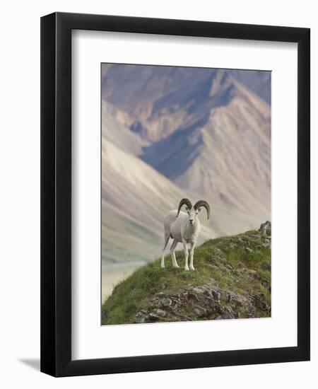 Dall Sheep Rams, Denali National Park, Alaska, USA-Hugh Rose-Framed Premium Photographic Print