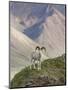 Dall Sheep Rams, Denali National Park, Alaska, USA-Hugh Rose-Mounted Premium Photographic Print