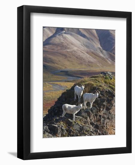 Dall Sheep Rams, Denali National Park, Alaska, USA-Hugh Rose-Framed Premium Photographic Print