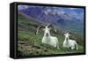 Dall Sheep Rams-null-Framed Stretched Canvas