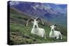 Dall Sheep Rams-null-Stretched Canvas