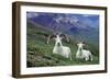 Dall Sheep Rams-null-Framed Photographic Print