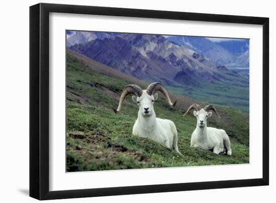 Dall Sheep Rams-null-Framed Photographic Print