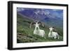 Dall Sheep Rams-null-Framed Photographic Print