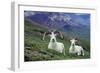 Dall Sheep Rams-null-Framed Photographic Print