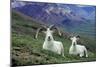 Dall Sheep Rams-null-Mounted Photographic Print