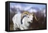 Dall Sheep-null-Framed Stretched Canvas