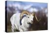 Dall Sheep-null-Stretched Canvas